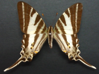 Protographium leosthenes leosthenes - Adult